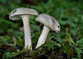 Hygrophorus agathosmus